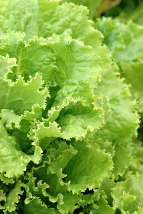 Laitue sauvage - Lactuca sativa