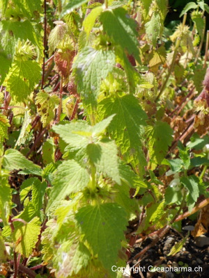 Lamier blanc - Lamium album