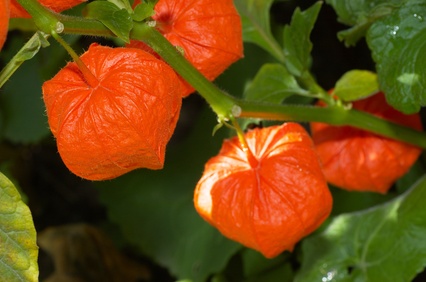 Physalis - Plante médicinale