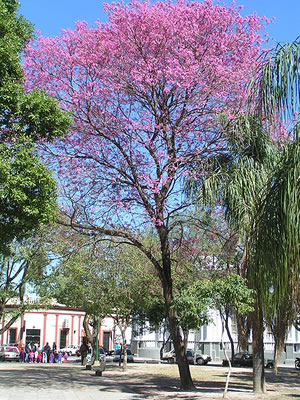 Lapacho - Tabebuia impetiginosa