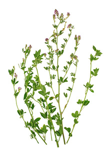 Luzerne - Medicago sativa