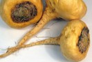 Maca - plante médicinale du Pérou