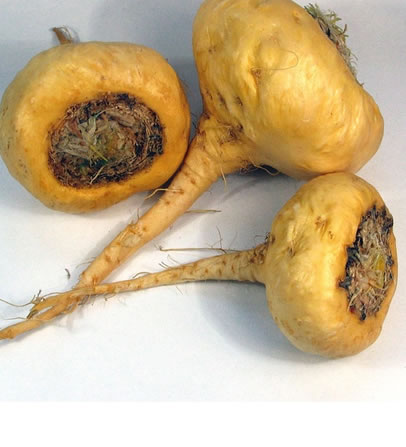 Maca - Lepidium meyenii