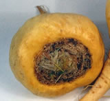 Maca - Plante Médicinale