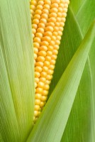 Le popcorn, un aliment minceur ?