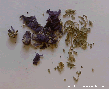 Mauve - Plante Médicinale