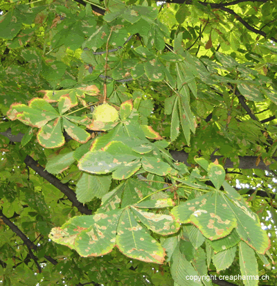 Marron d'Inde - Aesculus hippocastanum