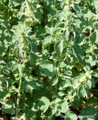 Marrube blanc - Marrubium vulgare
