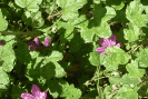 Mauve - Malva sylvestris en cas d'enrouement