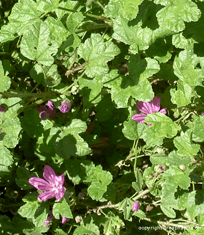 Mauve - Malva sylvestris