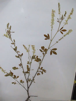 Mélilot - Plante Médicinale