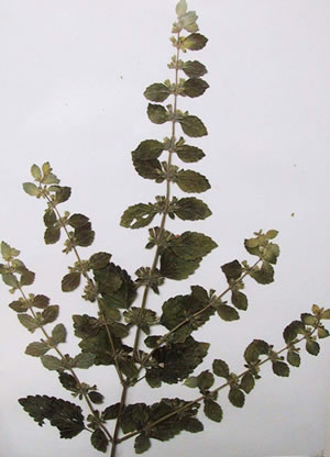 Mélisse - Plante Médicinale