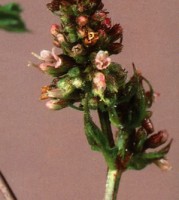 Menthe poivrée