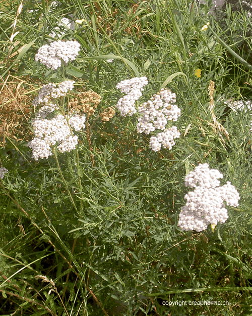 Millefeuille - Achillée