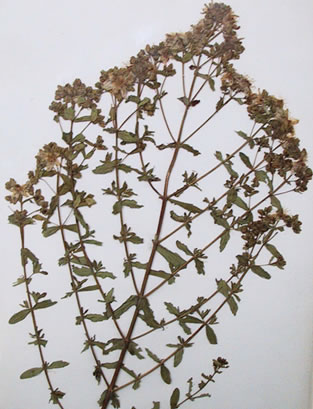 Millepertuis