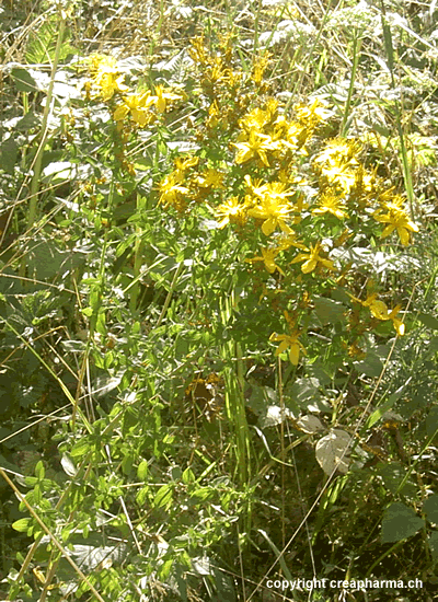 Millepertuis - Hypericum perforatum