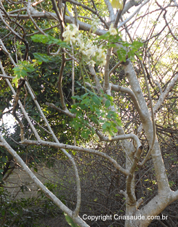 Moringa - Moringa olifeira Lam.