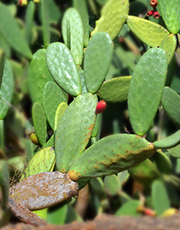 Nopal