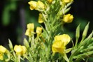 Onagre Soigner naturellement le syndrome prémenstruel