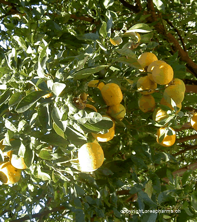 Oranger - Citrus aurantium