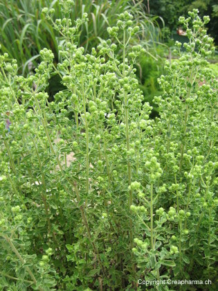 Origan - Origanum vulgare
