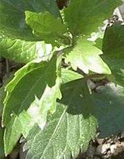 Orthosiphon - Plante médicinale