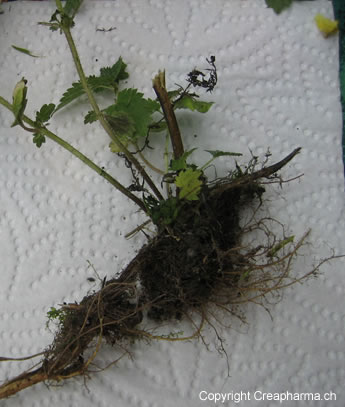 Ortie - Racine d'ortie - Urtica dioica