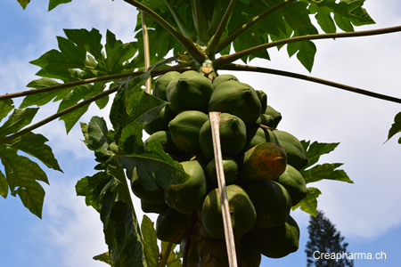 papaye-fruit-2016