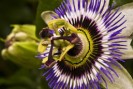 Phytothérapie éjaculation précoce
