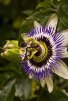 Passiflore - Passiflora incarnata