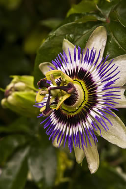 Passiflore - Passiflora incarnata