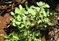 Patchouli - Plante médicinale