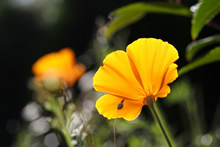 Pavot de Californie - Plante médicinale