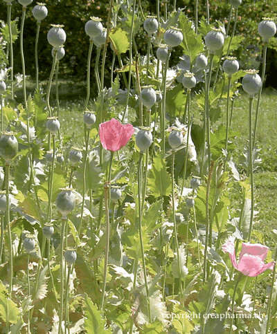 Pavot (opium) - Papaver somniferum