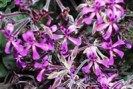 Pelargonium - Plante médicinale Afrique du Sud