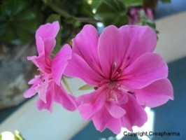 pelargonium Afrique du Sud