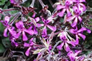 Pelargonium - Eschscholzia