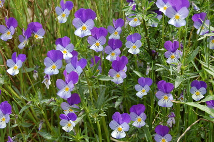 Pensée sauvage - Viola tricolor