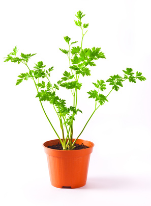 Persil - Petroselinum crispum