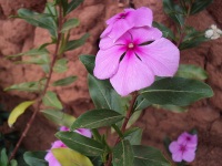 Pervenche de Madagascar - Plante médicinale