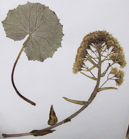 Pétasite - Petasites hybridus