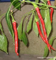 lotion huileuse au piment ingrédients