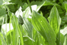 Plantain lancéolé