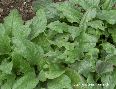 Pulmonaire - Pulmonaria officinalis