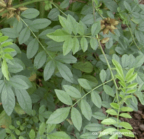 tisane de réglisse ingrédients