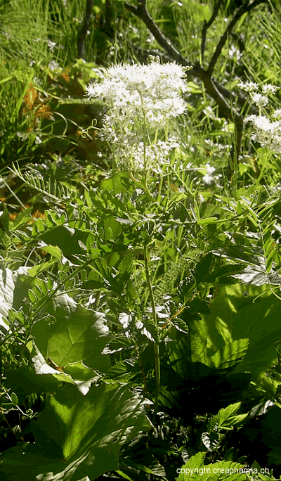 Reine-des-prés - Filipendula ulmaria