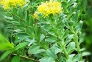Rhodiola contre la fatigue