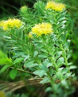 Rhodiola contre la stress