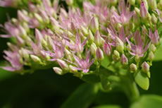Rhodiola - Plante médicinale