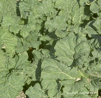 Rhubarbe - Plante médicinale